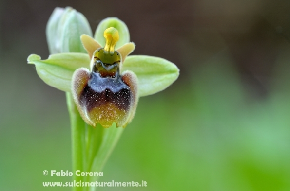 Ophrys x sommieri
